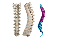 Anatomy of the Spine